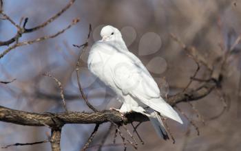 white dove on the tree in nature