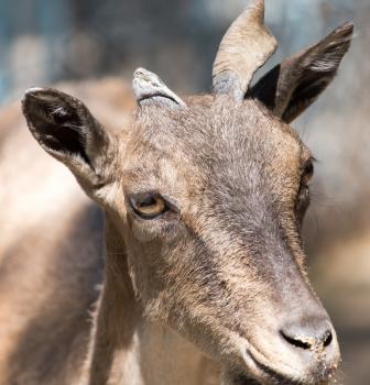 Portrait of a goat in the zoo