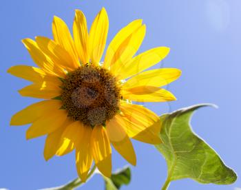 flower sunflower on nature