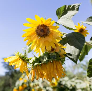 flower sunflower on nature