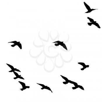 silhouette of a flock of birds on a white background