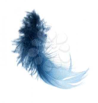 blue feather on a white background