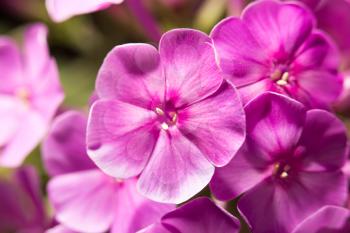 beautiful pink flower in nature, close-up