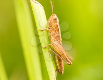 grasshopper in nature. close