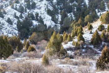 Coniferous tree in the mountains in Kazakhstan in nature