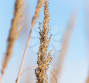reed against the blue sky