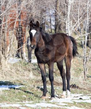 a horse in a pasture in winter