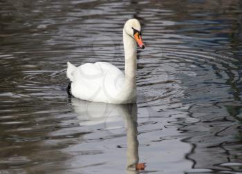 White swan floating on the lake