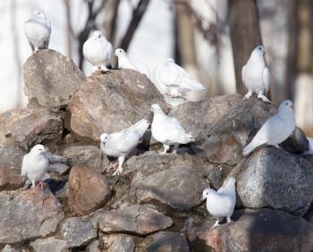 flock of pigeons on a rock