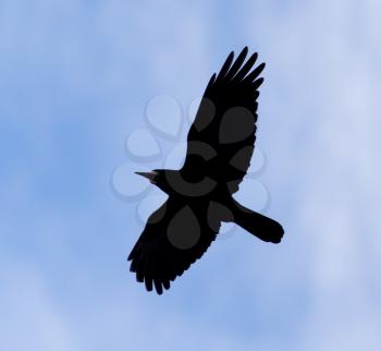 Crow on a background of blue sky