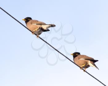 two birds on a wire against the sky