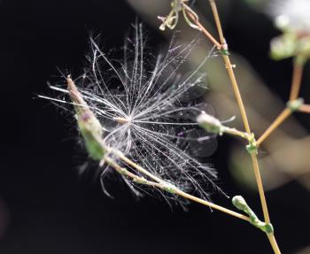 dandelion fluff in nature