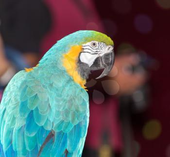 beautiful parrot circus