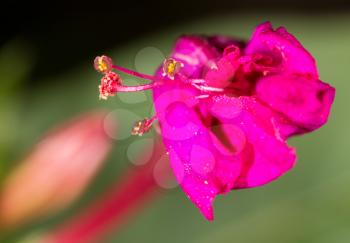 pollen on a red flower. macro