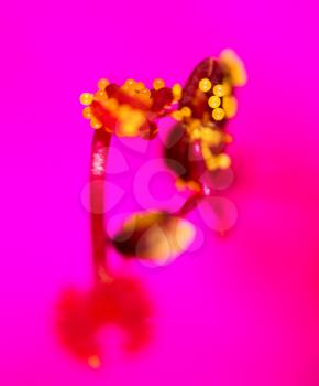 pollen on a red flower. macro