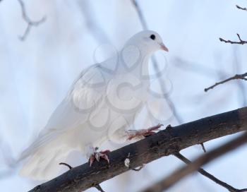 white dove on the tree in nature