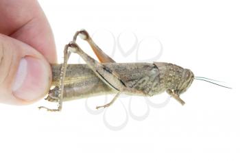 Grasshopper in the hand on a white background