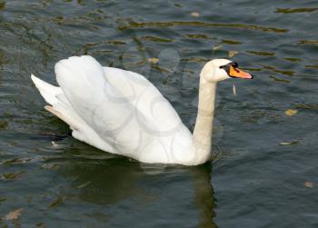White swan on the lake in autumn