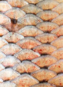 scales of fish as background