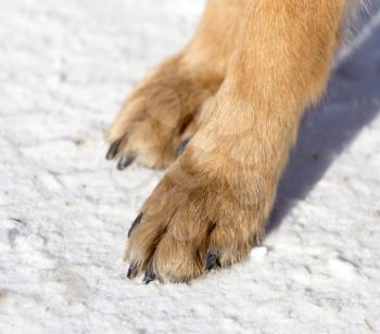 Dog paws on nature in winter