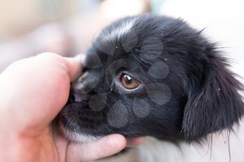 dog weasel hand on nature