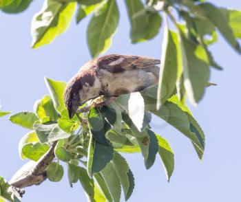 Sparrow on a tree