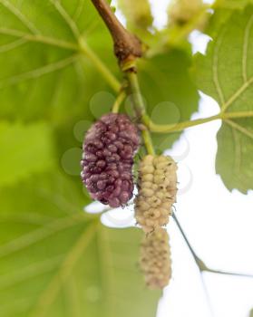 mulberry berry on the tree in nature