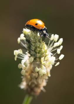 ladybird on nature. macro