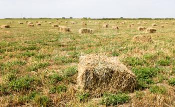bales of hay in the field