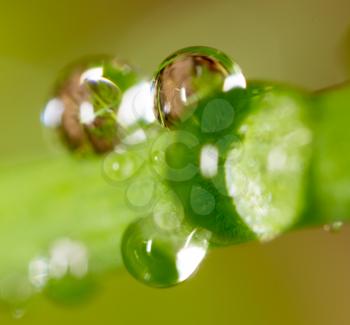 drops of dew on the grass. macro