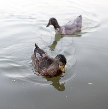 ducks in a pond in nature