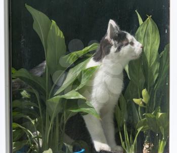 cat behind a glass window