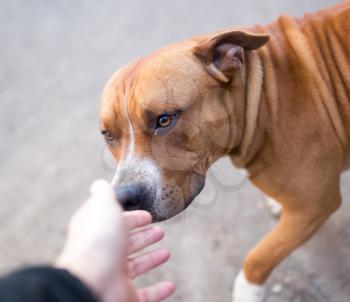 dog is a pit bull with a hand