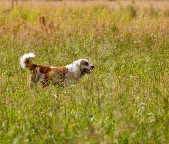Dog running on grass outdoors