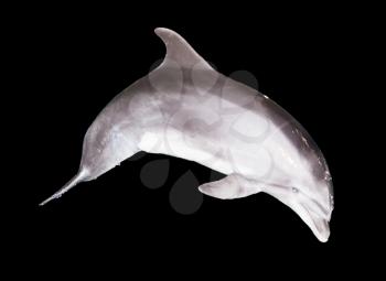 dolphin on a black background