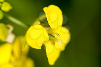 small yellow flower in nature. macro