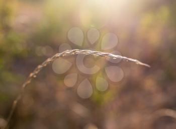 autumn grass at sunset