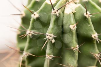 home cactus. macro