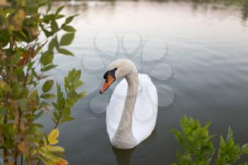 Swan in a pond in nature
