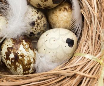 quail eggs in a nest with feather