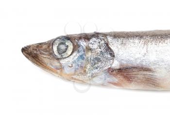 capelin on a white background