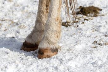 horse hoof in the snow in the winter