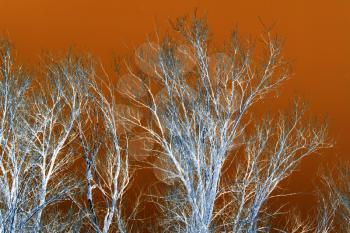 Bare tree branches on an orange background