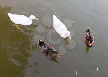 ducks in a pond in nature