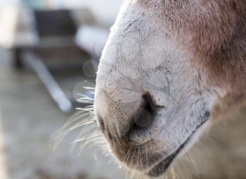 Nose of the ass on the farm. portrait