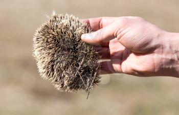 A Hedgehog skin in his hand outdoors
