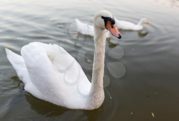 Beautiful birds floating in the lake in the nature