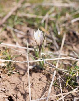 Beautiful white snowdrop flower on nature outdoors