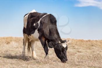 Cow on the pasture in the field .