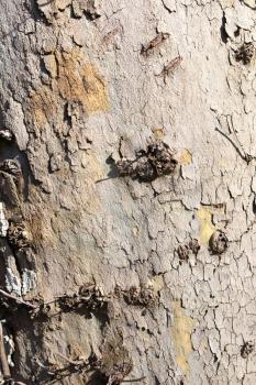 Tree bark poplar on nature as background